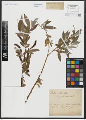 Foto von Salix alba L.
